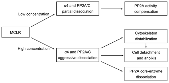 Int J Biol Sci Image