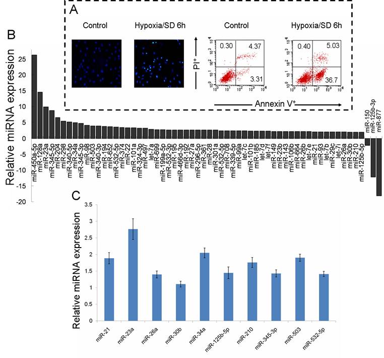 Int J Biol Sci Image