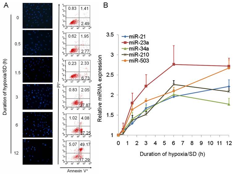 Int J Biol Sci Image