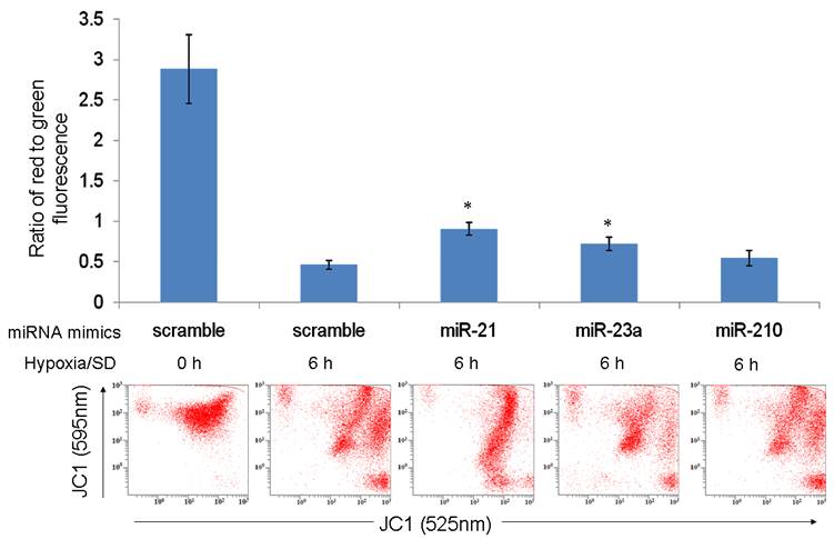 Int J Biol Sci Image