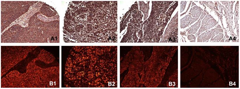 Int J Biol Sci Image