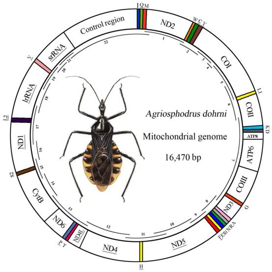 Int J Biol Sci Image