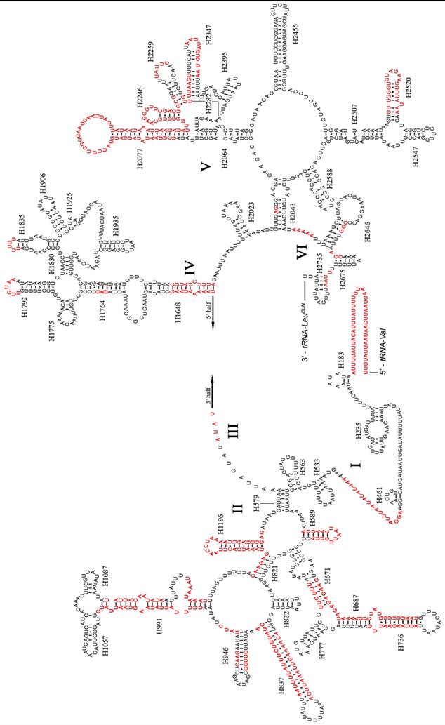 Int J Biol Sci Image