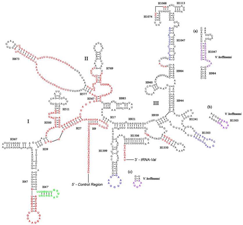 Int J Biol Sci Image