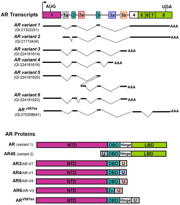 Int J Biol Sci Image