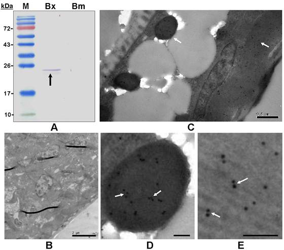 Int J Biol Sci Image