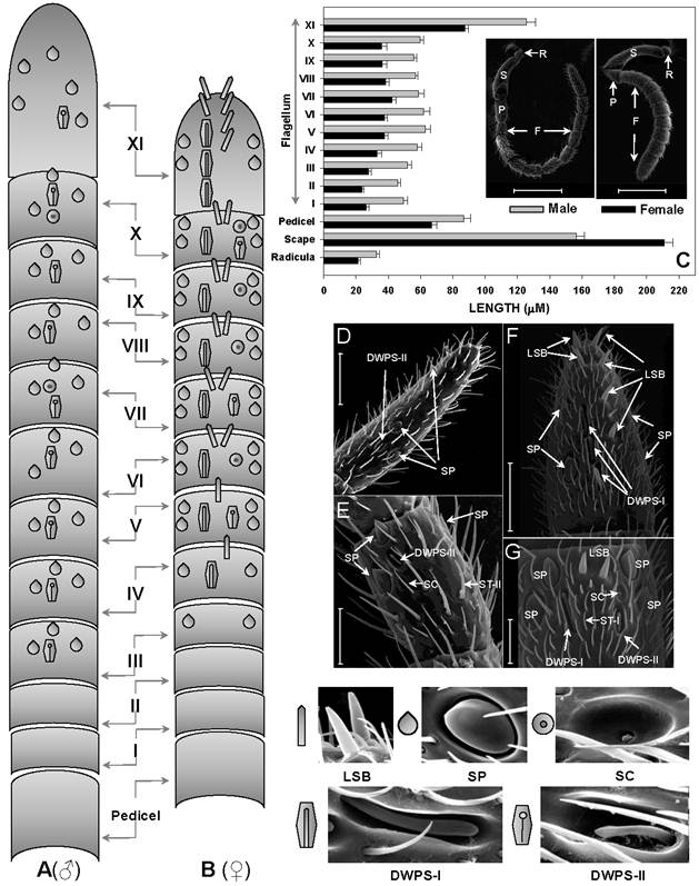 Int J Biol Sci Image