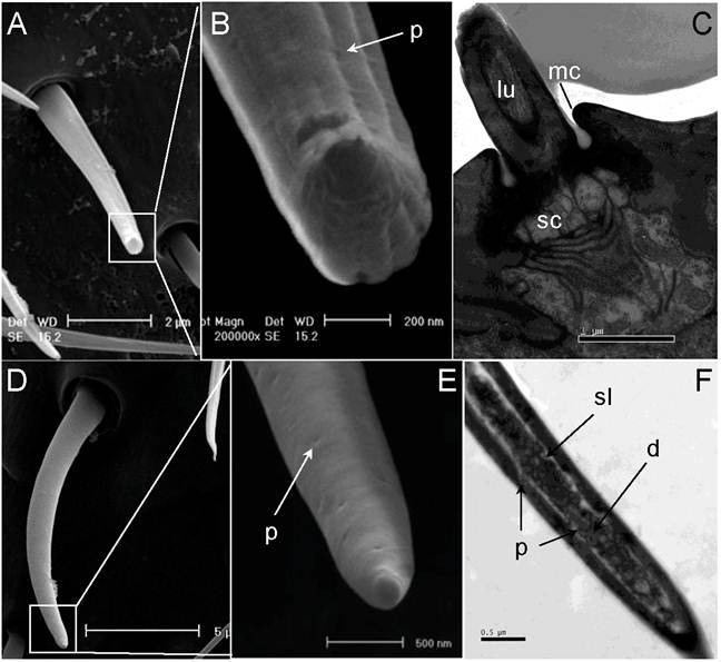 Int J Biol Sci Image