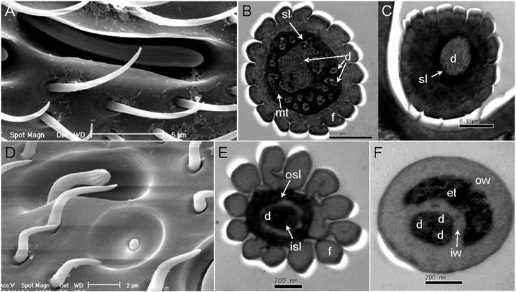 Int J Biol Sci Image