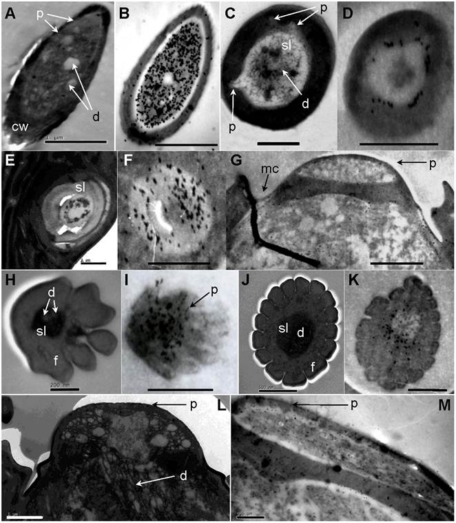 Int J Biol Sci Image