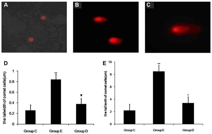 Int J Biol Sci Image