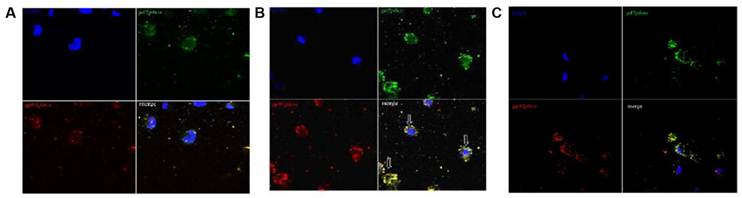 Int J Biol Sci Image