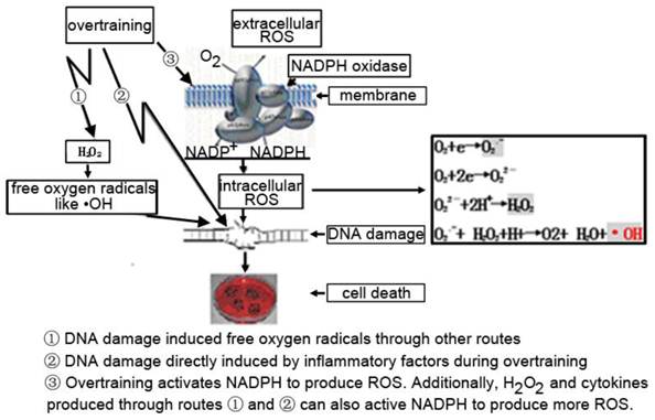 Int J Biol Sci Image