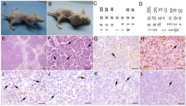 Int J Biol Sci Image