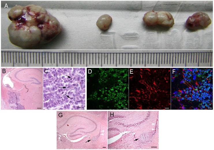 Int J Biol Sci Image