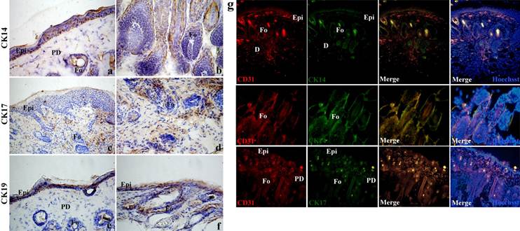 Int J Biol Sci Image