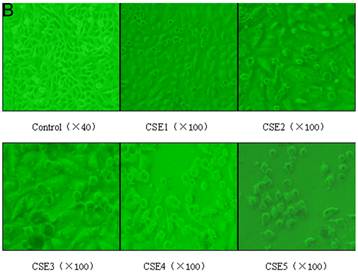 Int J Biol Sci Image