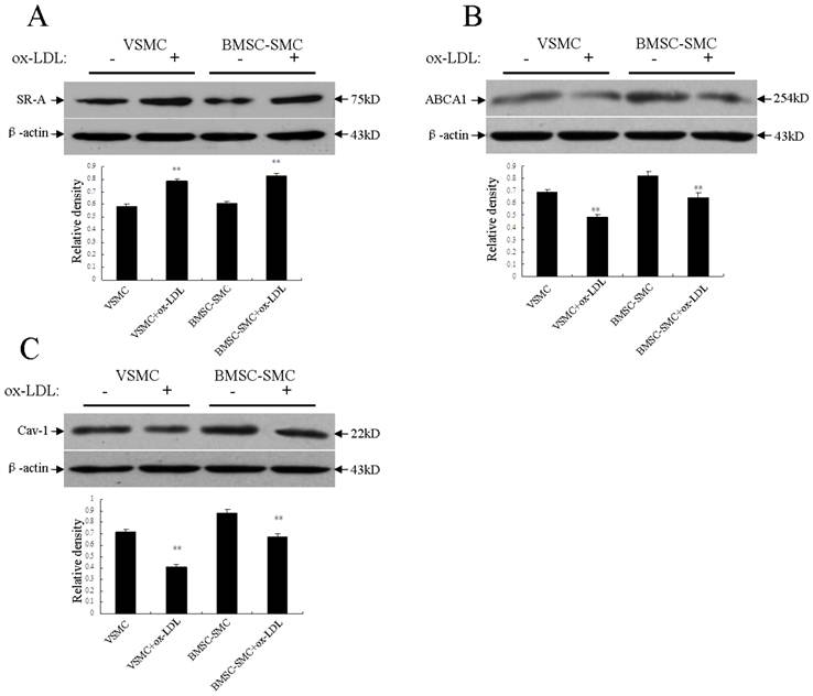 Int J Biol Sci Image