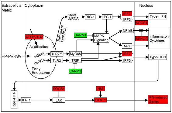 Int J Biol Sci Image