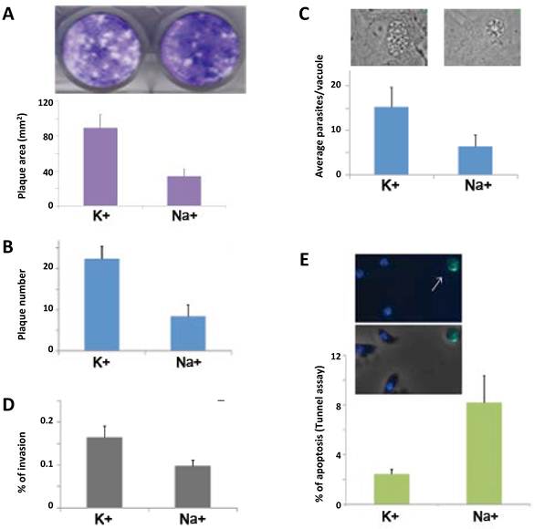 Int J Biol Sci Image