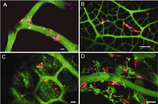 Int J Biol Sci Image