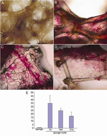 Int J Biol Sci Image