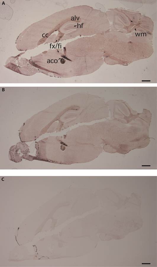 Int J Biol Sci Image