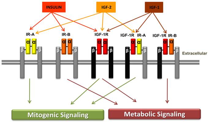 Int J Biol Sci Image