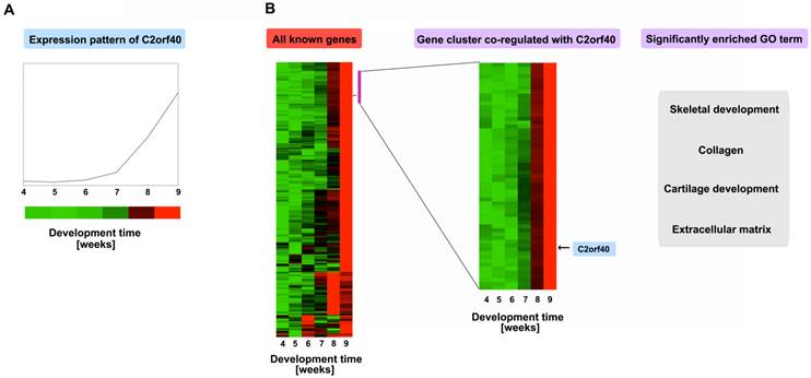 Int J Biol Sci Image