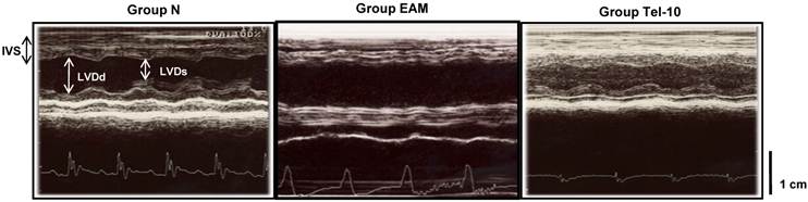 Int J Biol Sci Image