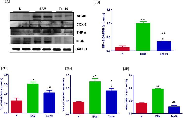 Int J Biol Sci Image