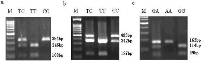 Int J Biol Sci Image