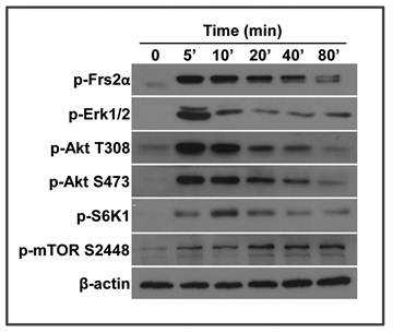 Int J Biol Sci Image