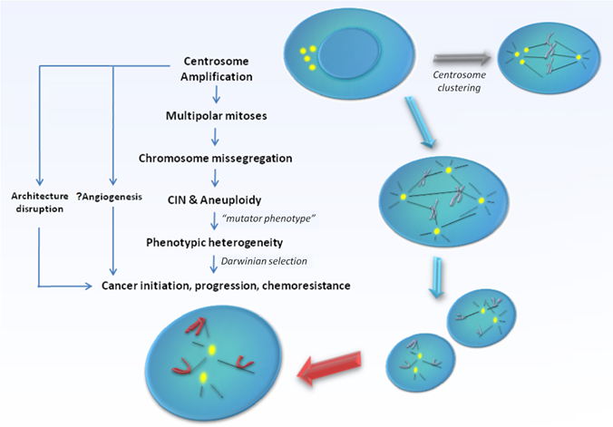 Int J Biol Sci Image