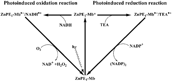 Int J Biol Sci Image