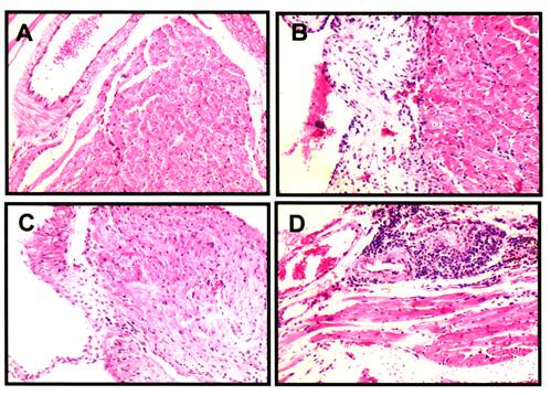 Int J Biol Sci Image