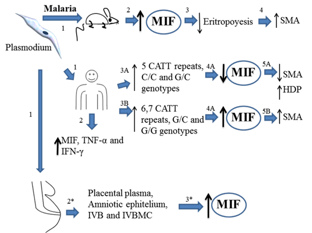 Int J Biol Sci Image