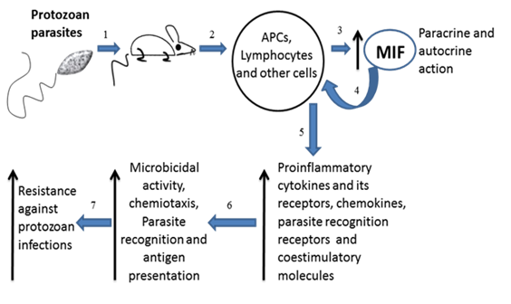 Int J Biol Sci Image