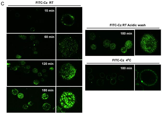 Int J Biol Sci Image