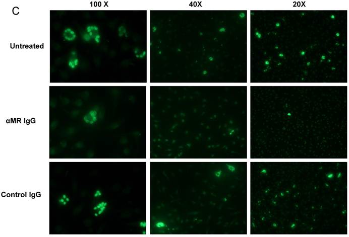 Int J Biol Sci Image