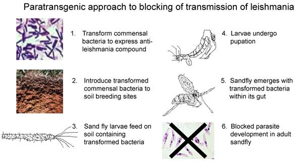 Int J Biol Sci Image