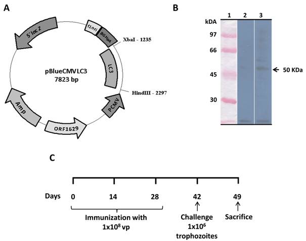 Int J Biol Sci Image