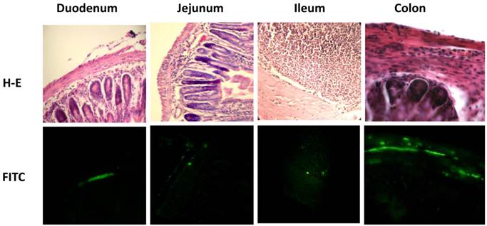 Int J Biol Sci Image