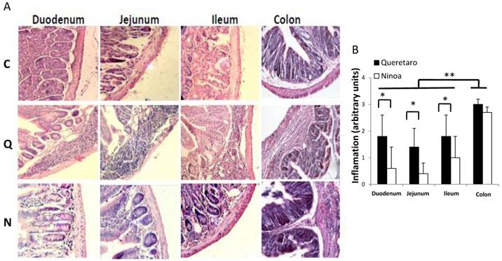 Int J Biol Sci Image