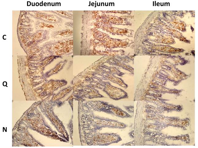 Int J Biol Sci Image