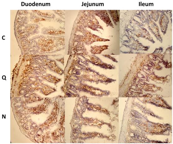 Int J Biol Sci Image