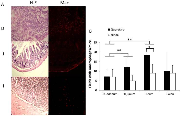 Int J Biol Sci Image