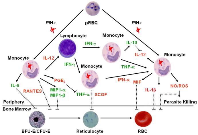 Int J Biol Sci Image