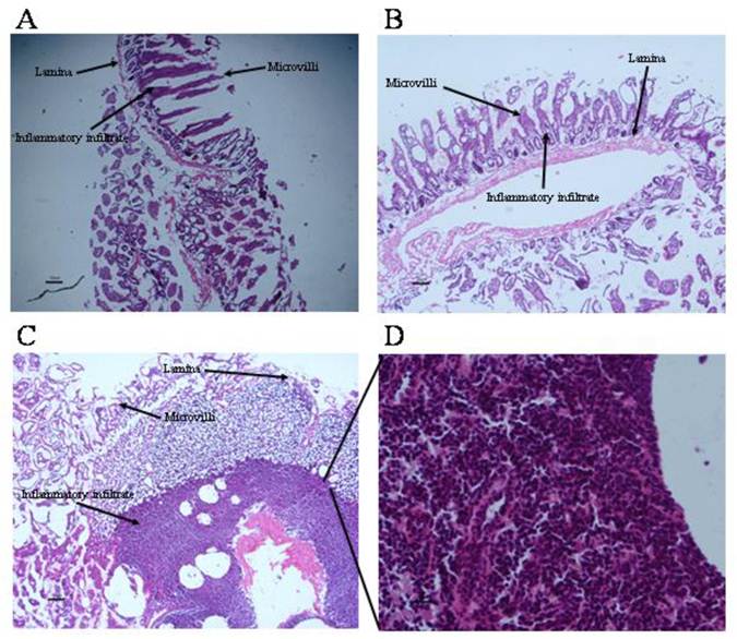 Int J Biol Sci Image