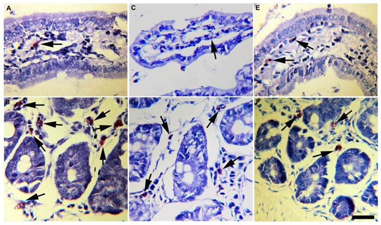 Int J Biol Sci Image